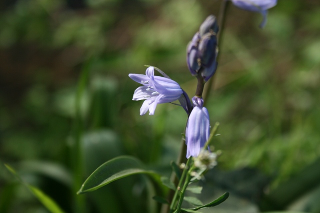 Hyacinthoides non-scripta ?